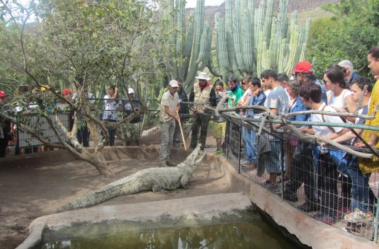 Cocodrilo Park Para Disfrutar En Familia De Los Crocodylidae | Transfers  And Experiences